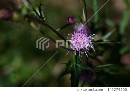 一朵單一的花薊 一朵單一的花薊 143274200