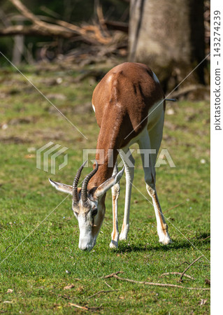 Dama gazelle, Gazella dama mhorr or mhorr gazelle is a species of gazelle Dama gazelle, Gazella dama mhorr or mhorr gazelle is a species of gazelle 143274239