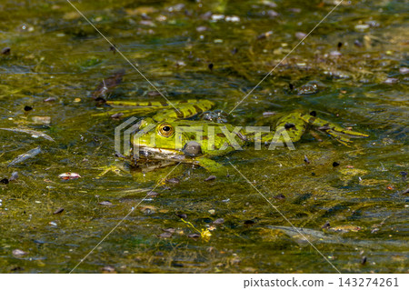 Common frog, Rana temporaria, single reptile croaking in the water 143274261