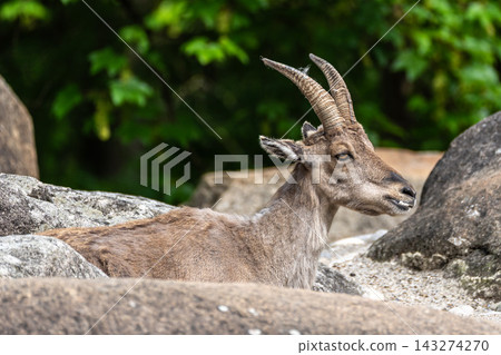 Alpine ibex, Capra ibex is a species of wild goat that lives in the mountains of the European Alps. 143274270