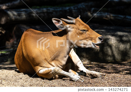 Banteng, Bos javanicus or Red Bull is a type of wild cattle. Banteng, Bos javanicus or Red Bull is a type of wild cattle. 143274271