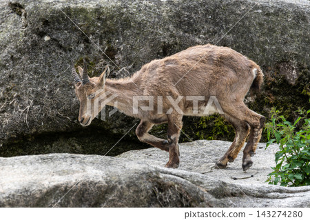 Alpine ibex, Capra ibex is a species of wild goat that lives in the mountains of the European Alps. Alpine ibex, Capra ibex is a species of wild goat that lives in the mountains of the European Alps. 143274280
