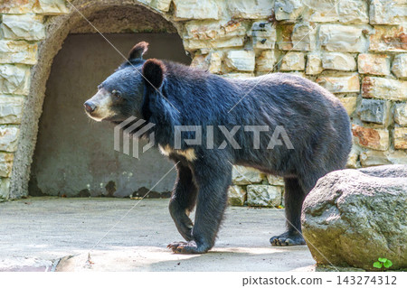 The asian black bear, Ursus thibetanus in a German Park The asian black bear, Ursus thibetanus in a German Park 143274312