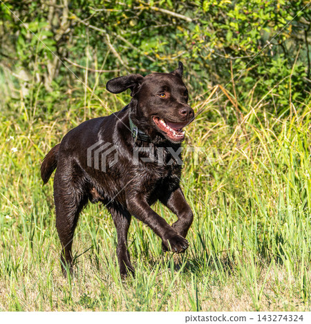 Labrador retriever, Canis lupus familiaris on a grass field. Healthy chocolate brown labrador retriever Labrador retriever, Canis lupus familiaris on a grass field. Healthy chocolate brown labrador retriever 143274324