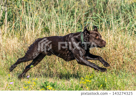 Labrador retriever, Canis lupus familiaris on a grass field. Healthy chocolate brown labrador retriever Labrador retriever, Canis lupus familiaris on a grass field. Healthy chocolate brown labrador retriever 143274325