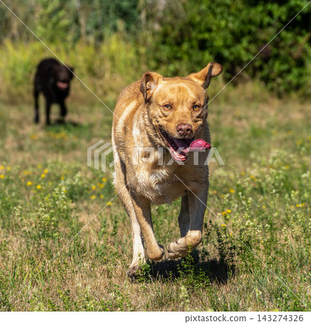 Labrador retriever, Canis lupus familiaris on a grass field. Healthy chocolate brown labrador retriever Labrador retriever, Canis lupus familiaris on a grass field. Healthy chocolate brown labrador retriever 143274326
