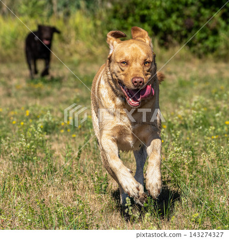 Labrador retriever, Canis lupus familiaris on a grass field. Healthy chocolate brown labrador retriever Labrador retriever, Canis lupus familiaris on a grass field. Healthy chocolate brown labrador retriever 143274327