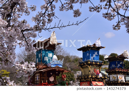 日本愛知縣犬山市：春天的犬山祭，櫻花盛開，在犬山城廣場上可以看到花車和機械木偶。 143274379