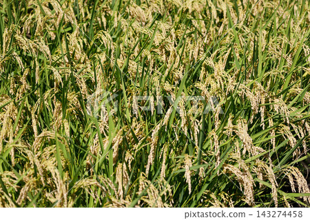 Golden ears of rice Golden ears of rice 143274458