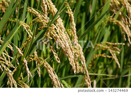 Golden ears of rice Golden ears of rice 143274469