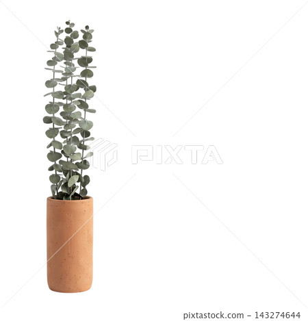 Minimalist Tall Vase with Eucalyptus and Pampas Grass Isolated Minimalist Tall Vase with Eucalyptus and Pampas Grass Isolated 143274644