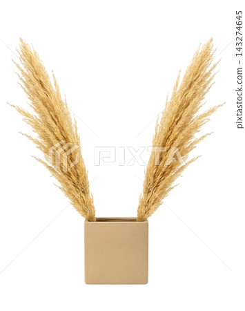 Minimalist Tall Vase with Eucalyptus and Pampas Grass Isolated Minimalist Tall Vase with Eucalyptus and Pampas Grass Isolated 143274645