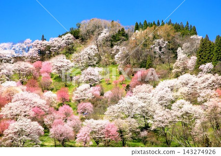 小川村和二反田的櫻花 小川村和二反田的櫻花 143274926