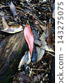 fallen leaves on humus 143275075
