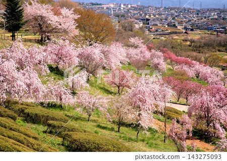 小諸飯綱山公園的櫻花 小諸飯綱山公園的櫻花 143275093