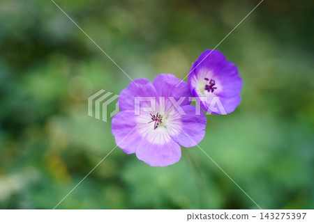 Vibrant Purple Geranium Flowers in Soft Green Garden Vibrant Purple Geranium Flowers in Soft Green Garden 143275397