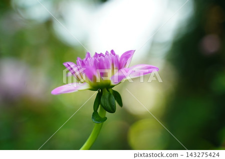 Vibrant Purple Dahlia Bloom in a Lush Green Garden Vibrant Purple Dahlia Bloom in a Lush Green Garden 143275424
