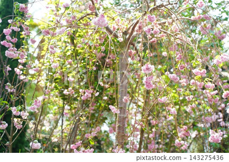 Beautiful Weeping Cherry Tree Blossoms in Spring Sunlight Beautiful Weeping Cherry Tree Blossoms in Spring Sunlight 143275436