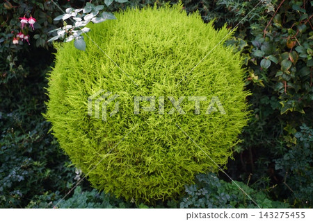 Vibrant green Hinoki cypress shrub in a garden Vibrant green Hinoki cypress shrub in a garden 143275455