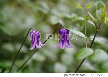 Vibrant Purple Bell Clematis Flowers in Lush Garden Vibrant Purple Bell Clematis Flowers in Lush Garden 143275456