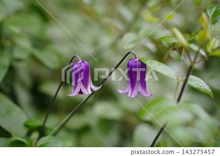 Two vibrant purple bell shaped clematis flowers in a garden 143275457