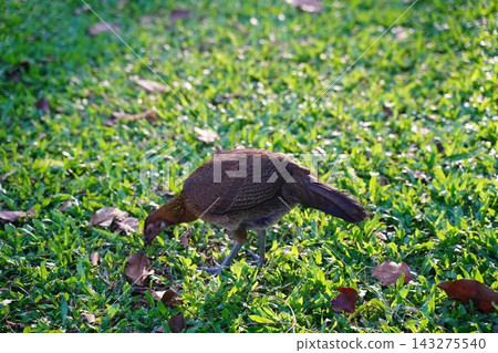 Brown Gallus Gallus Hen Walking on Lush Green Lawn Brown Gallus Gallus Hen Walking on Lush Green Lawn 143275540