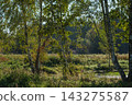 Birch trunks beside a pond in autumn sunlight 143275587