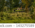 Cattle grazing in a leafy shaded pasture 143275589