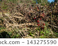 Red berries among dry branches and grass seed heads 143275590