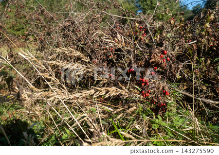 Red berries among dry branches and grass seed heads Red berries among dry branches and grass seed heads 143275590