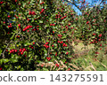 Clusters of red berries on leafy sunlit branches 143275591