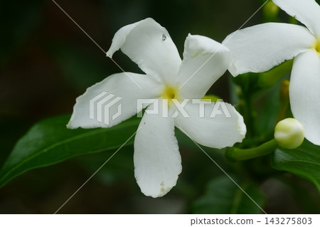 White Crape Jasmine Flower Macro Photography White Crape Jasmine Flower Macro Photography 143275803