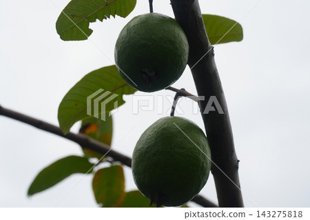 Guava Fruit on a Tree Branch Close Up View 143275818