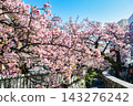 Atami City, Shizuoka Prefecture, Atami Sakura, Itokawa Promenade, Early February 143276242