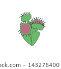 An illustration of a Venus flytrap (a carnivorous plant) with its large leaves open to catch insects. 143276400