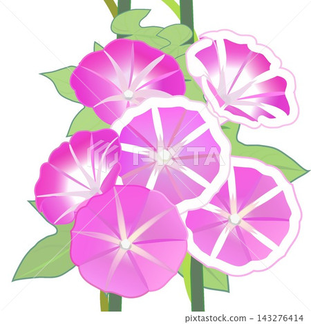 牽牛花的插圖 143276414