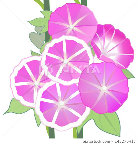 牽牛花的插圖 牽牛花的插圖 143276415