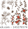 Vintage Christmas botanical set with holly berries, ivy, pine branches, and cones. Engraved style illustrations for holiday designs, greeting cards, and winter decor. 143276574