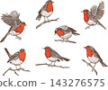 Set of vintage European robin birds in different poses - flying, perched on branches. Hand-drawn engraving style illustrations isolated on transparent background. Perfect for Christmas and winter 143276575