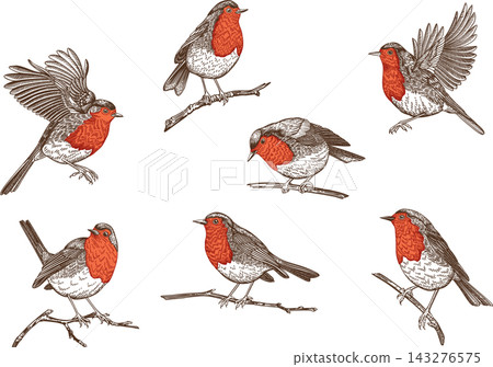 Set of vintage European robin birds in different poses - flying, perched on branches. Hand-drawn engraving style illustrations isolated on transparent background. Perfect for Christmas and winter Set of vintage European robin birds in different poses - flying, perched on branches. Hand-drawn engraving style illustrations isolated on transparent background. Perfect for Christmas and winter 143276575