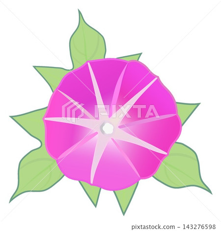 粉紅色牽牛花插圖 粉紅色牽牛花插圖 143276598