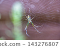 【#Creatures】Macro photo of a spider standing in a spiderweb 143276807