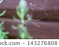 【#Creatures】Macro photo of a spider standing in a spiderweb 143276808