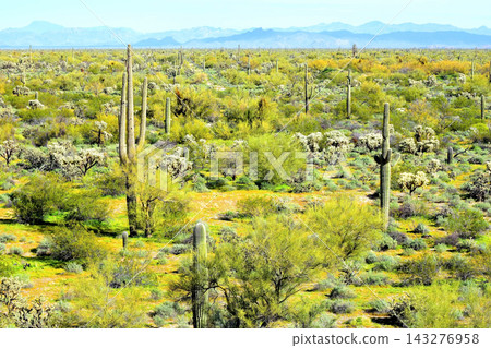 Sonoran Desert Arizona Sonoran Desert Arizona 143276958
