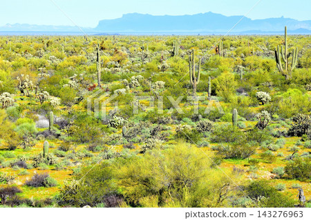 Sonoran Desert Arizona Sonoran Desert Arizona 143276963