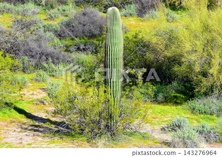 Sonoran Desert Arizona Sonoran Desert Arizona 143276964