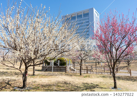川崎市宮雪公園和3號校舍附近盛開的紅白梅花。 川崎市宮雪公園和3號校舍附近盛開的紅白梅花。 143277022