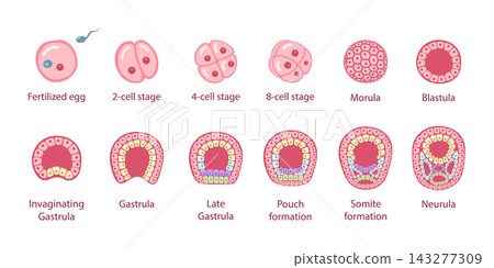 Human embryonic development Human embryonic development 143277309