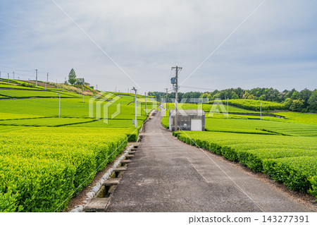 島田市仲條影秋像公園週邊的茶園風景（靜岡縣） 143277391