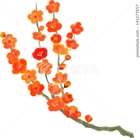 Watercolor illustration of a red plum branch; gray branch; Japanese-style plant element. Watercolor illustration of a red plum branch; gray branch; Japanese-style plant element. 143277657